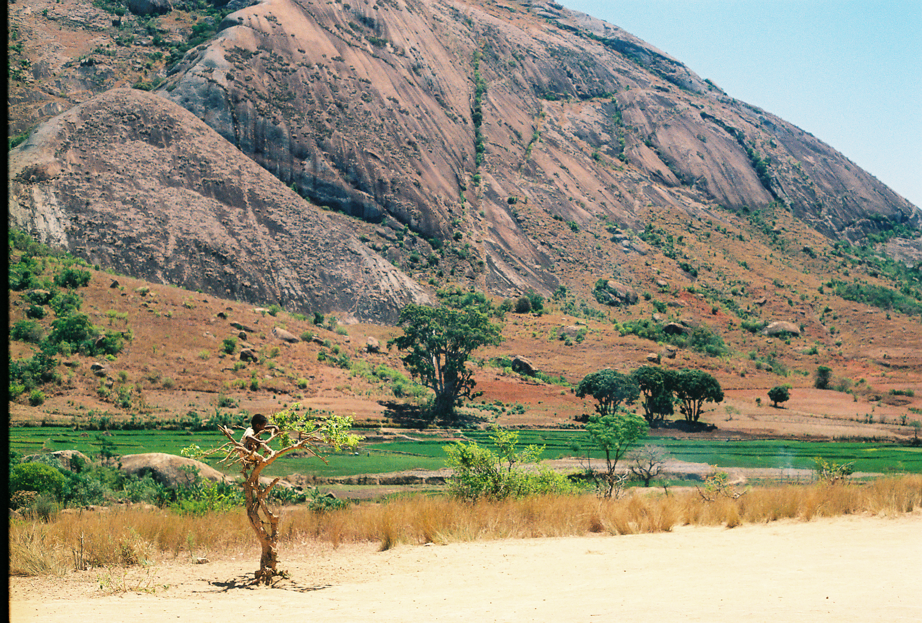 boy in tree; somewhere in MAD